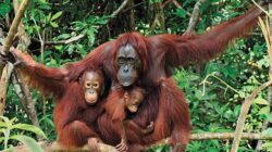 Karhutla Melanda Taman Nasional Tanjung Puting Kalimantan Tengah