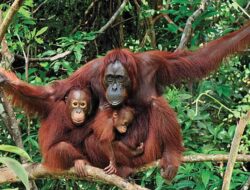 Karhutla Melanda Taman Nasional Tanjung Puting Kalimantan Tengah