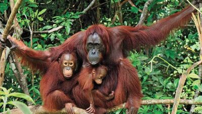 Karhutla Melanda Taman Nasional Tanjung Puting Kalimantan Tengah