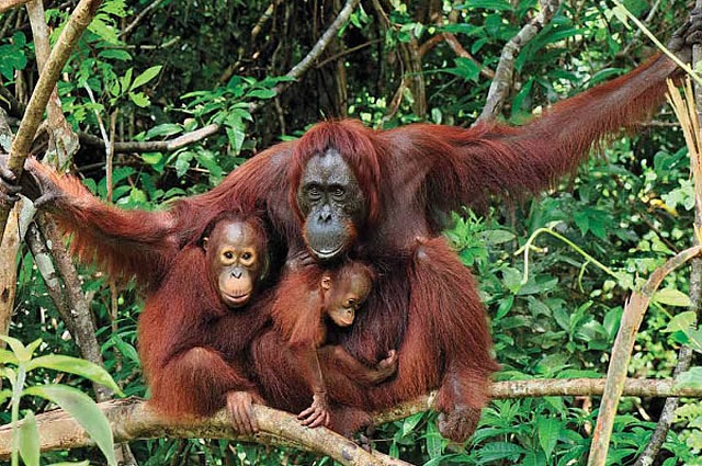 Karhutla Melanda Taman Nasional Tanjung Puting Kalimantan Tengah