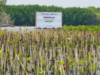 PAMA Group Tuntaskan Penanaman 60.000 Mangrove di Pidodokulon Kendal, Libatkan Mahasiswa Internasional