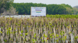 PAMA Group Tuntaskan Penanaman 60.000 Mangrove di Pidodokulon Kendal, Libatkan Mahasiswa Internasional