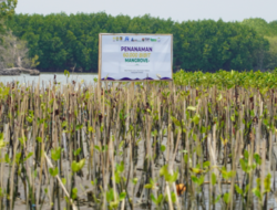 PAMA Group Tuntaskan Penanaman 60.000 Mangrove di Pidodokulon Kendal, Libatkan Mahasiswa Internasional